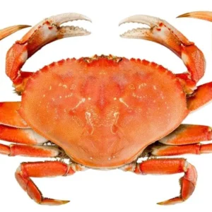 PAN BAGNAT CRABE SURIMI mayo